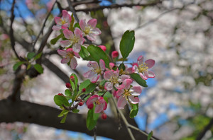 Blossoms_blooming