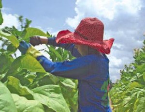 Children working Tobacco Fields – Source: Human Rights Watch