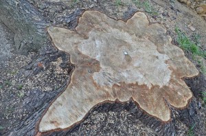 What’s left after cutting down a 95 year old tree