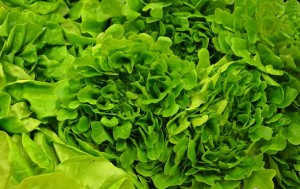 Paul Mock's Lettuce