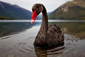 A black swan