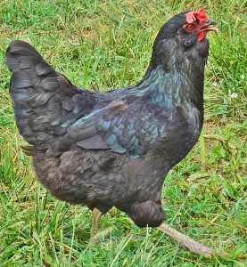 This hen will now cost you $165 to “permit” you to have a chicken coop.