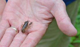 crayfish