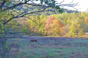 Open field (photo by John P. Flannery)