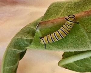 An emerging caterpillar