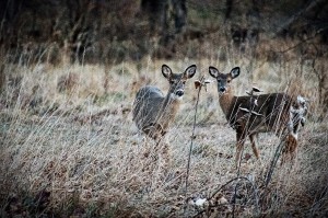 A pair of deer in Mike and Sian’s meadow (courtesy)