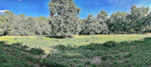 A panoramic view of “the Meadow.”