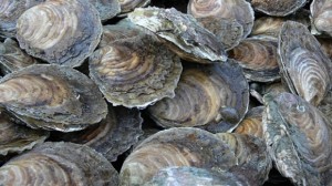 Oysters at risk 