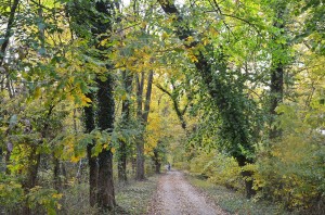 The forest road