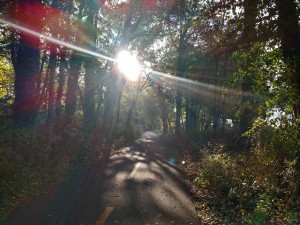 A running/biking trail through the forest