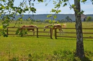 Paddocks keep livestock and waste out of our creeks