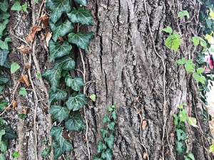 The bark of the tree