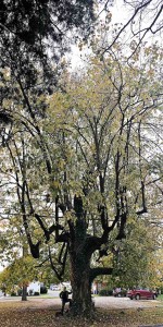 Tree_basswood_full