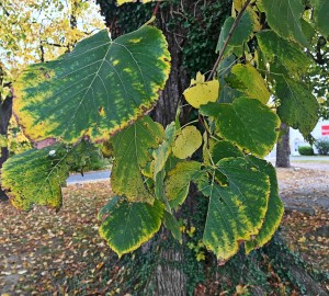 Leaves from the tree