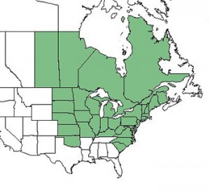 Map showing where basswoods flourish